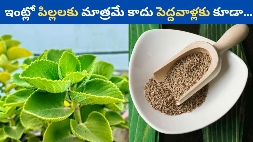 Ajwain Leaves in Telugu