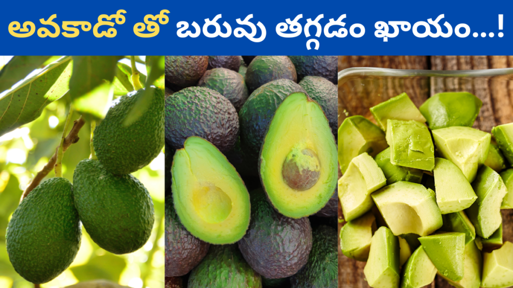 Avocado Fruit in Telugu