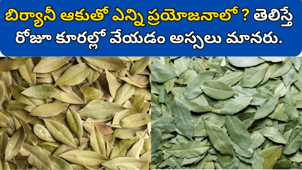 Bay Leaves in Telugu