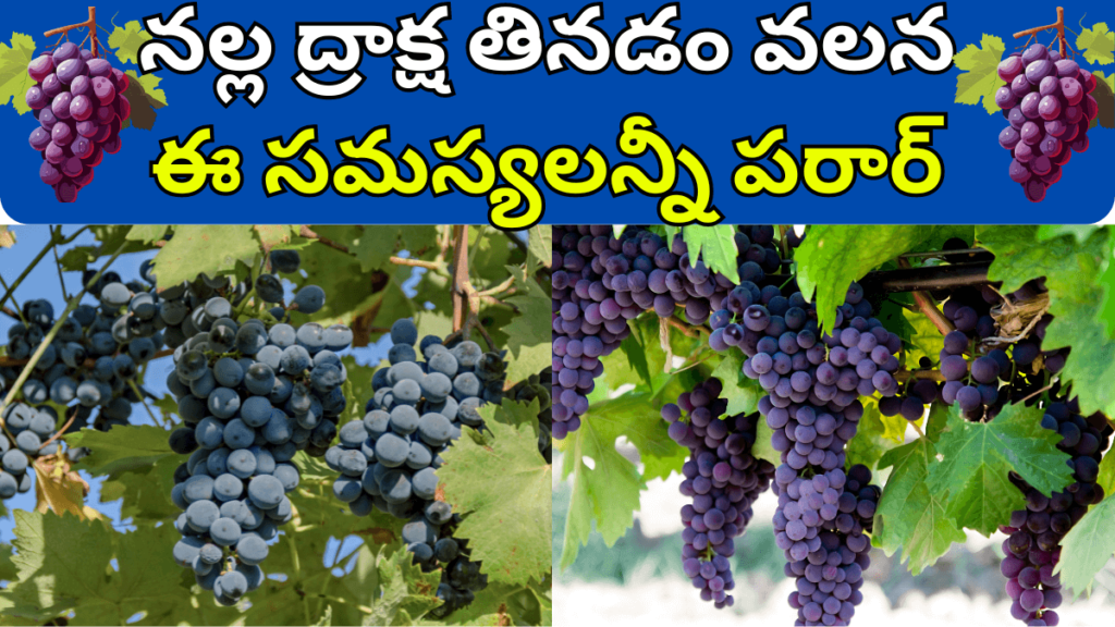 Black Grapes Benefits in Telugu