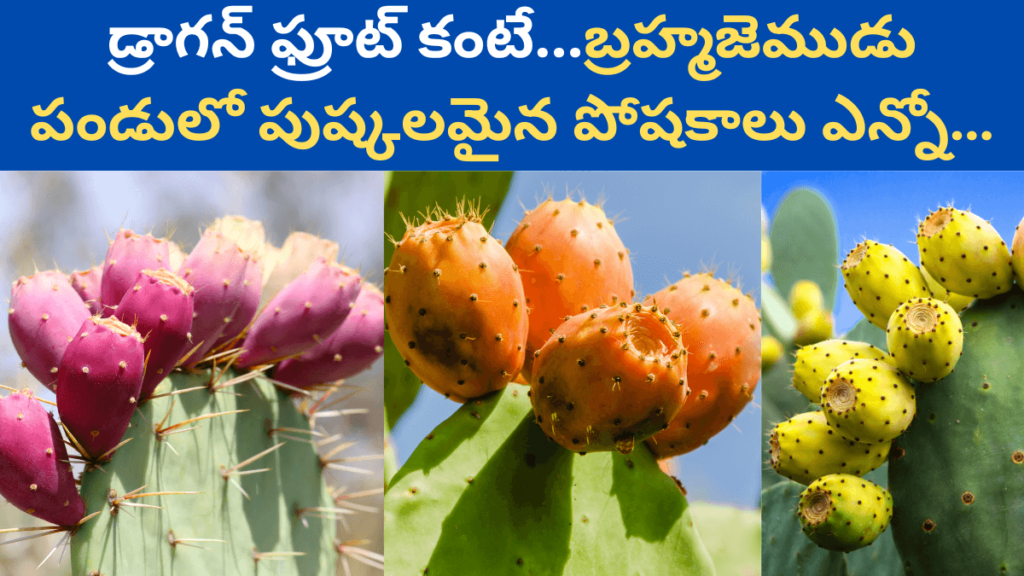 Cactus Fruit in Telugu