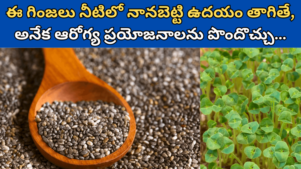 Chia Seeds in Telugu