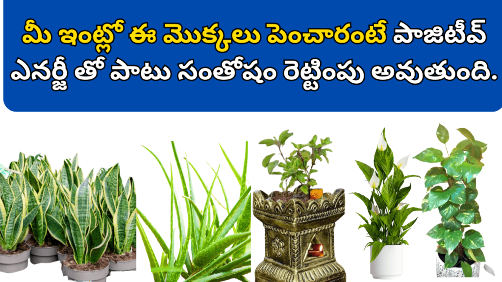 Lucky Plants For Home