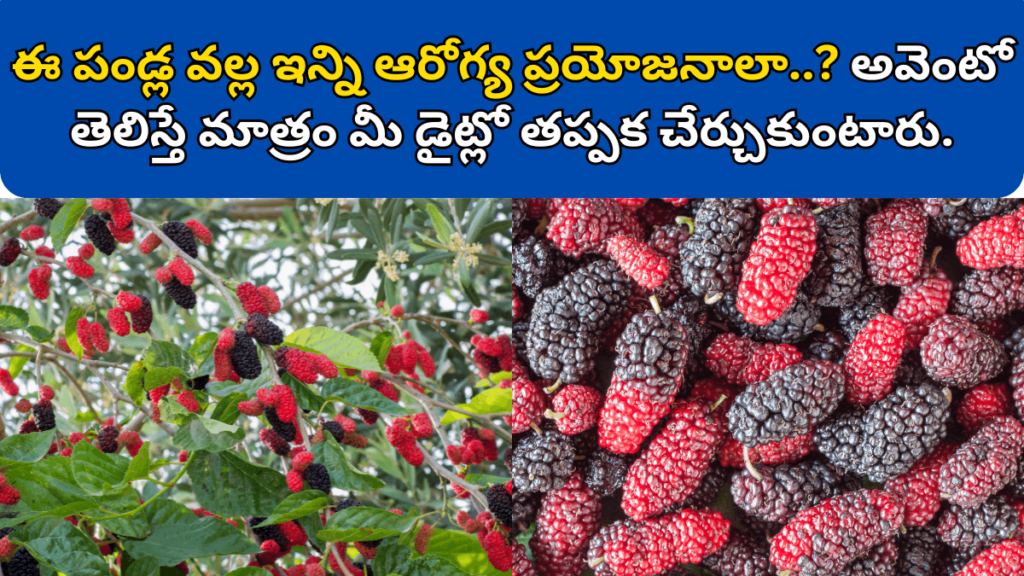 Mulberry Fruit in Telugu