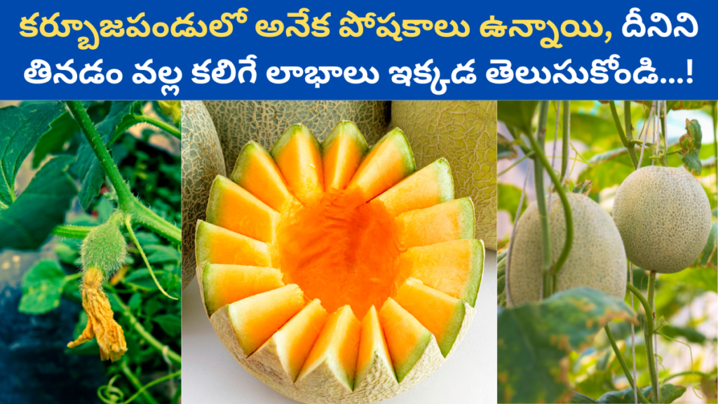 Muskmelon in Telugu