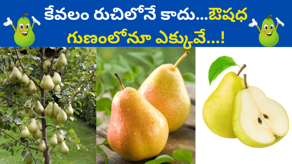 Pear Fruit in Telugu