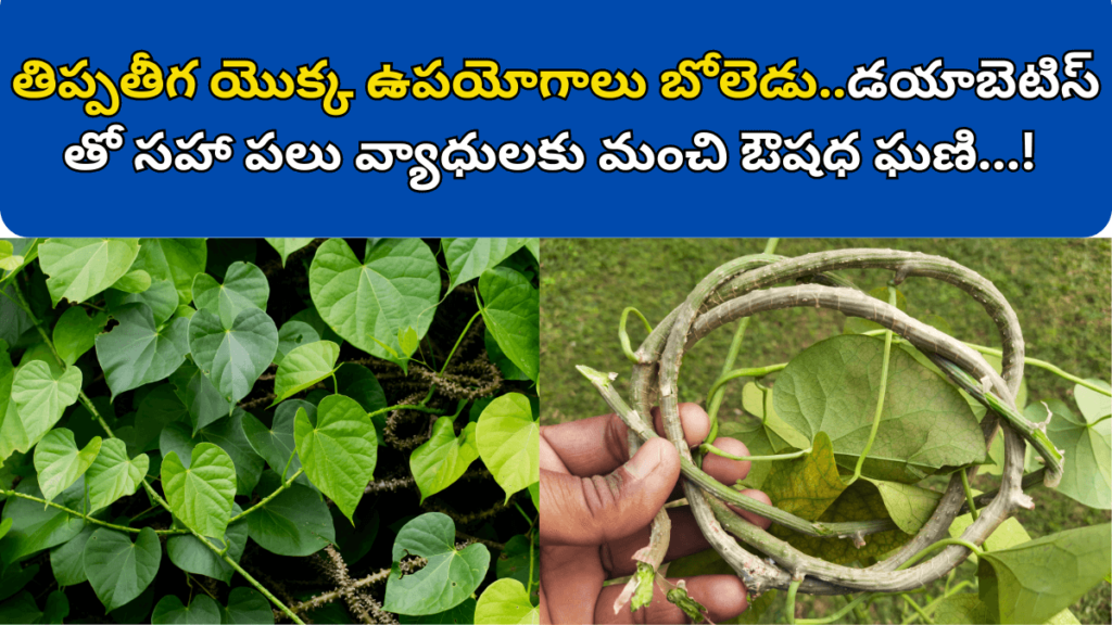 Thippatheega Uses in Telugu