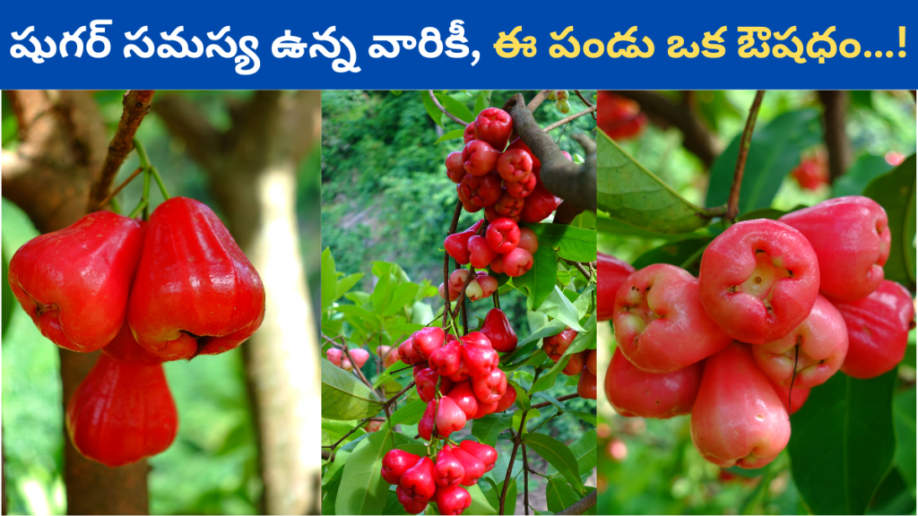 Water Apple in Telugu