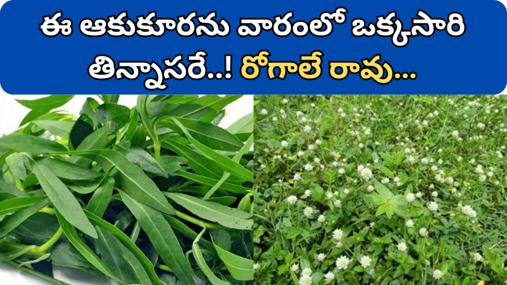 Ponnaganti Kura Benefits in Telugu