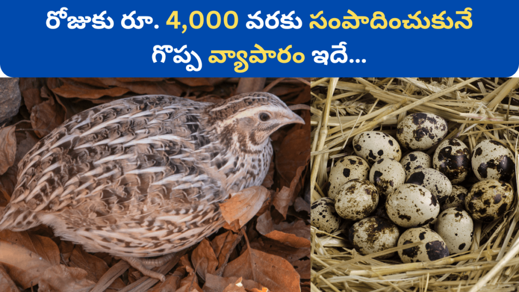 Quail Farming