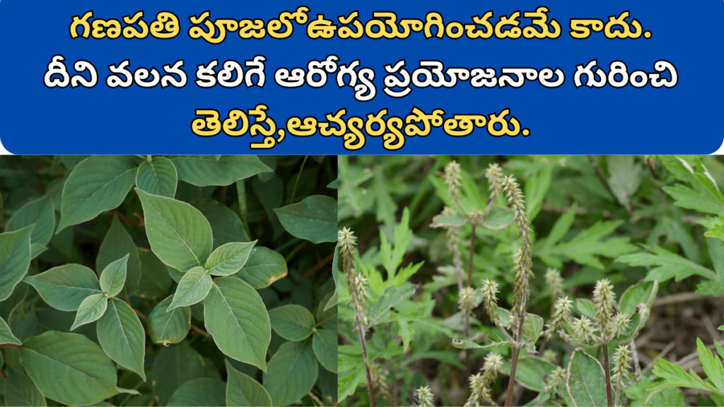 Uttareni Aaku Uses in Telugu