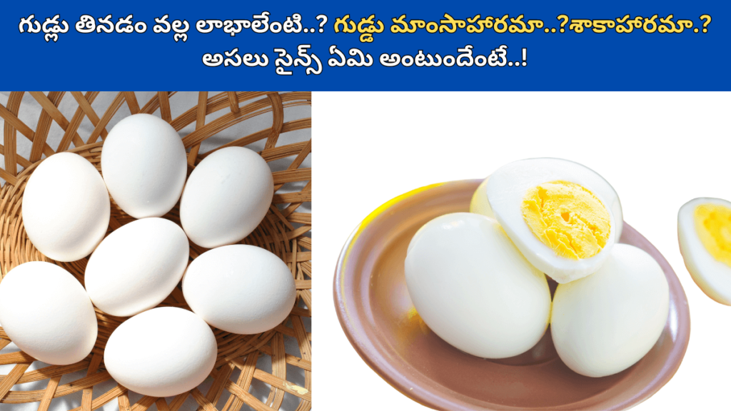 Egg in Telugu