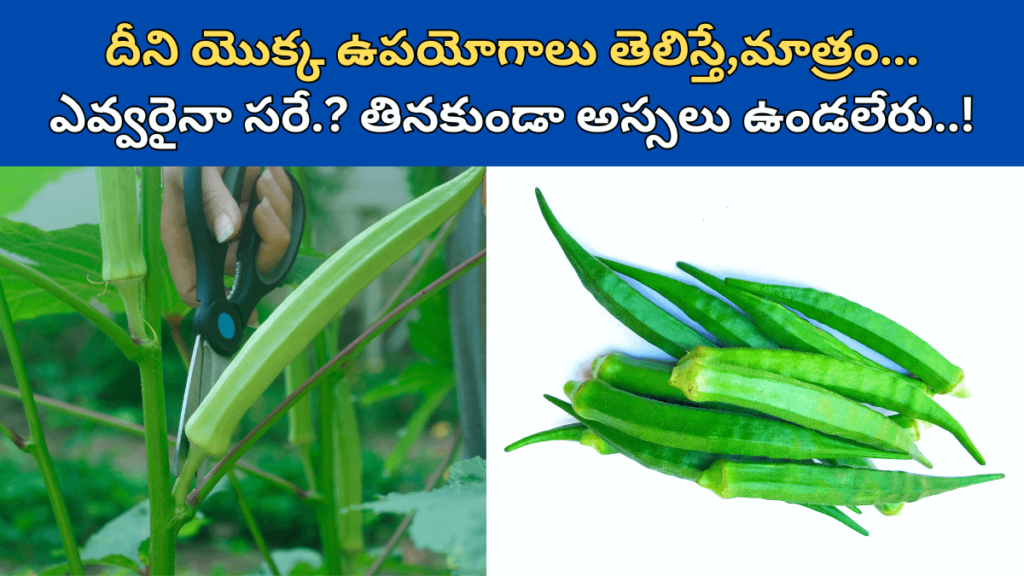 Lady Finger in Telugu